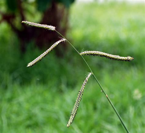 Paspalum dilatatum | UMass Amherst Landscape, Nursery & Urban Forestry ...