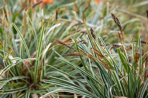 How to Grow Sedge Plants at Home | Gardener’s Path