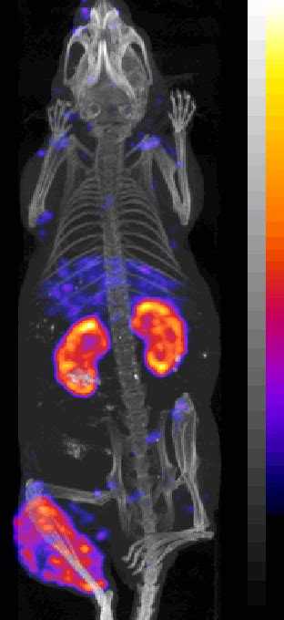 Examples of Imaging/Tomography - Small Animal Imaging Facility Core ...