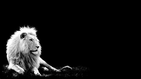 🔥 [53+] Lion White Backgrounds | WallpaperSafari