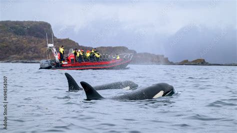 Orca killer whale (Orcinus orca) spotted at whale watching outside Skjervøy, Tromsø, Norway ...