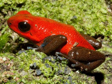 are green tree frogs poisonous to dogs australia - Fermina Melendez