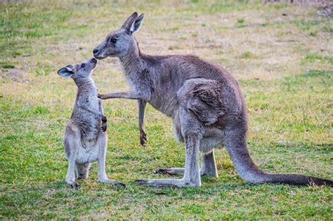 Kangaroo Pictures, Images and Stock Photos - iStock