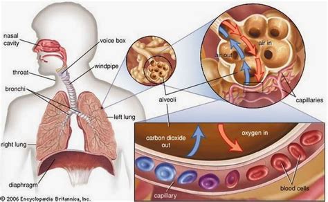 #81 Gaseous exchange, role of mucus and cilia | Biology Notes for IGCSE ...