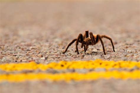 Colorado’s Annual Tarantula Migration Has Begun – The Voyager