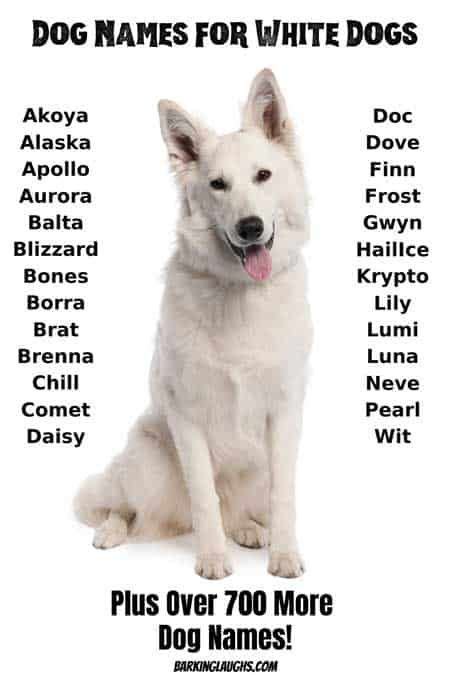 a white dog is sitting down with its name on it's back side and the ...