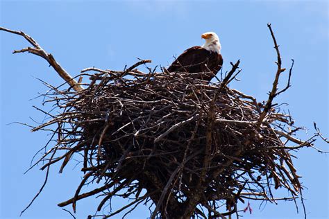 Bald Eagle in Her Nest - a photo on Flickriver