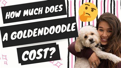 How Much Does A Goldendoodle Cost (The True Cost of a Goldendoodle Puppy) - YouTube