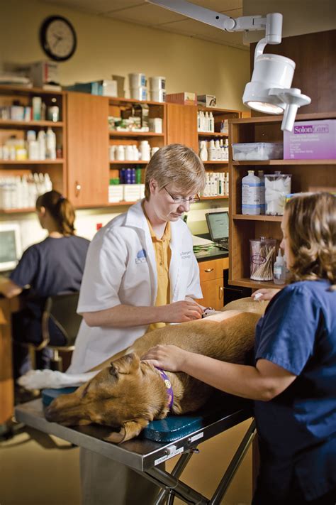 Pittsburgh Veterinary Dermatology - Pittsburgh, PA - Home