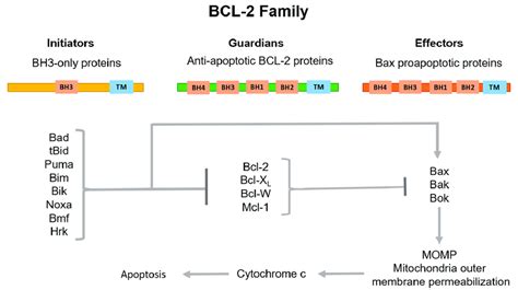 Classification of BCL-2 family proteins and their role in the ...