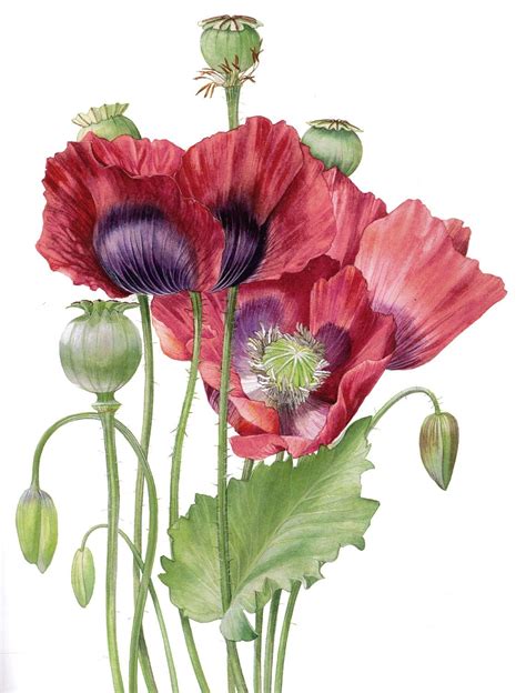 Pin by Margot Garde on Poppies and other beautiful flowers | Botanical painting, Poppy painting ...