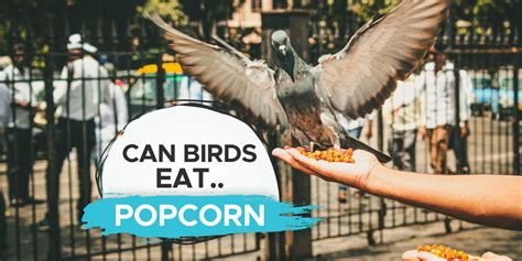 Can Birds Eat Popcorn Kernels? [Popped vs Unpopped!] - Birdwatching Buzz