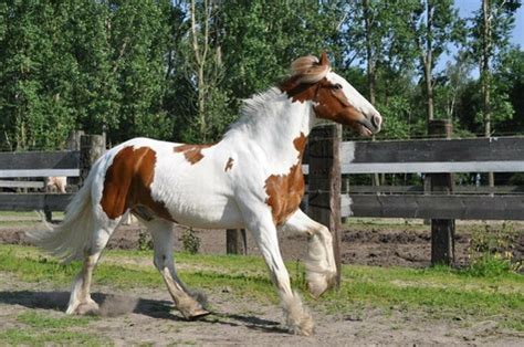 The Cob Horse Breed by Team Horsemart | Horsemart