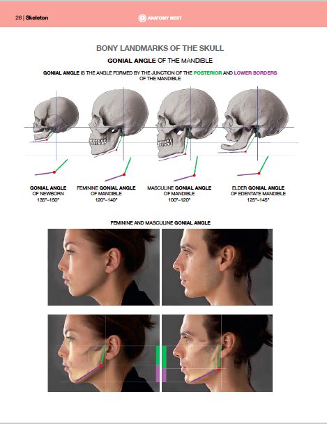 Gonial angle: the angle formed by the mandible's (lower jaw's) ramus and corpus (body) : r/Vindicta