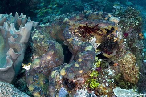 Tridacna gigas - Giant Clam | ReefLifeSurvey.com