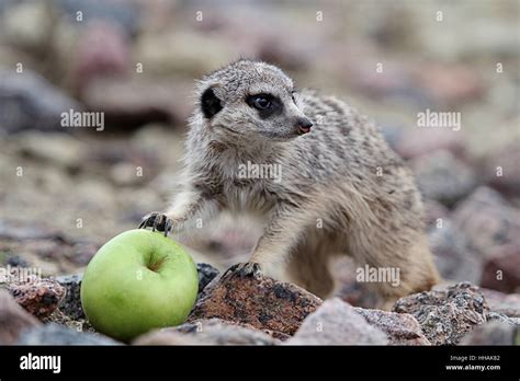 Meerkats Eating Stock Photos & Meerkats Eating Stock Images - Alamy