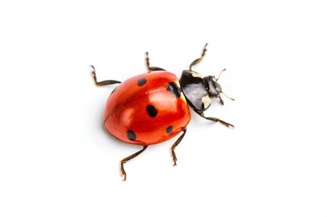 Ladybugs - Pest Control