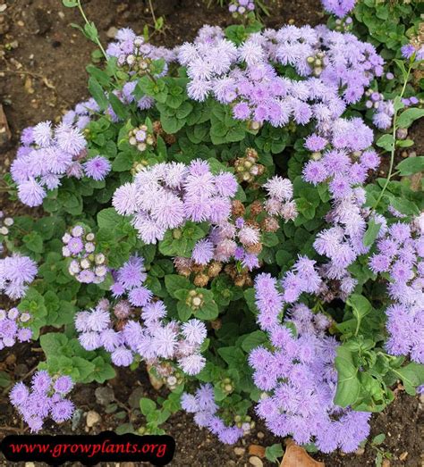 Ageratum - How to grow & care