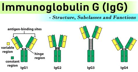 Immunoglobulin G (IgG)- Structure, Subclasses and Functions