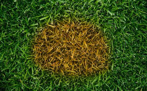 Lawn Care: Unraveling the Causes of Brown Patches