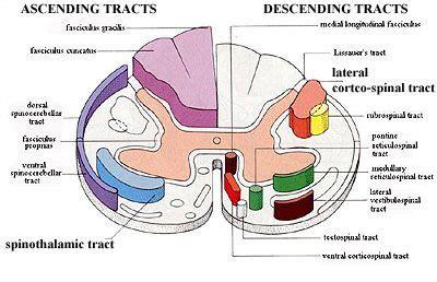 69 Best Of What Is The Fasciculus Gracilis - insectza