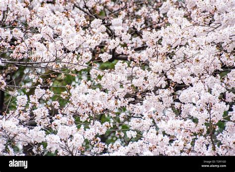 Cherry blossoms in full bloom Ueno Park Stock Photo - Alamy