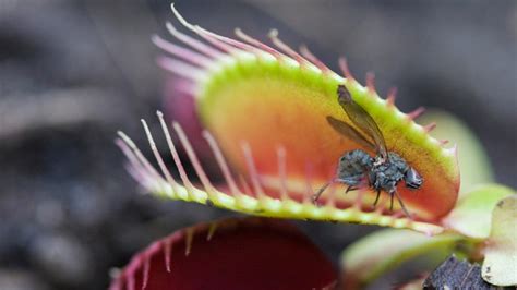 ¿Cómo saben las plantas carnívoras cuándo atrapar su presa? – MonitorSur