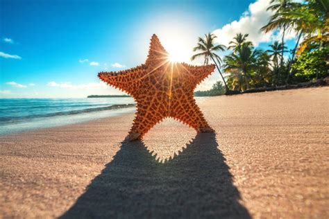 Starfish on Sandy Beach HD Wallpaper