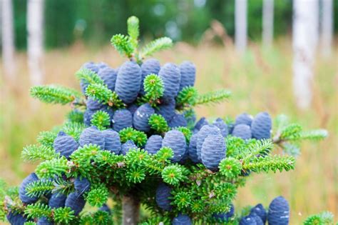 Korean fir: varieties, plants & common diseases - Plantura