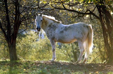 Télécharger fonds d'écran le blanc cheval gratuitement