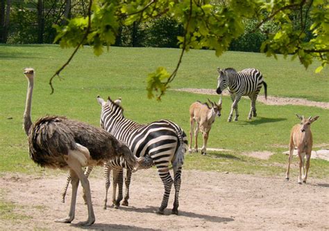 Nuremberg Zoo (Nuremberg) - Visitor Information & Reviews