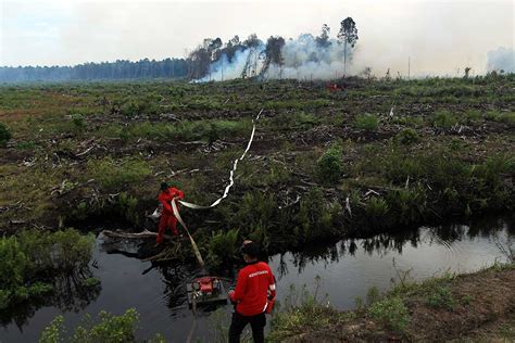 Ratusan Hektare Hutan Gambut di Sumatra Barat Terbakar