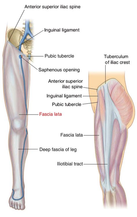 Deep Fascia of Thigh (Fascia Lata) – Earth's Lab