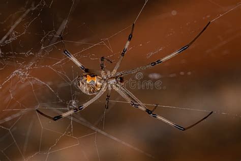 Female Adult Brown Widow Spider Stock Photo - Image of poison, detail ...