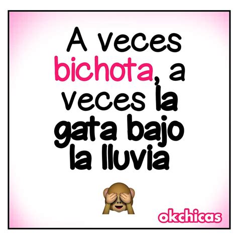 A veces bichota, a veces la gata bajo la lluvia. - Memes