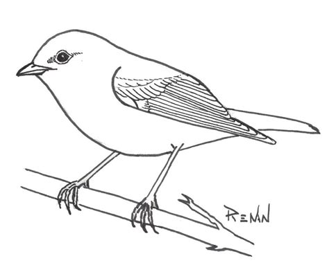 Les oiseaux en fiches, coloriages, photos et dessins avec Pouyo