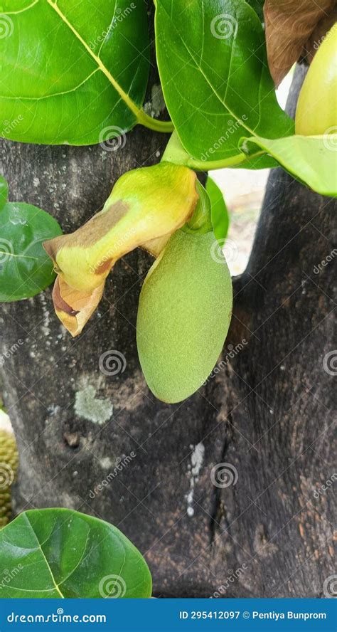 Baby Fruit, Jackfruit, Flower Jackfruit, Green Stock Image - Image of flower, fruit: 295412097