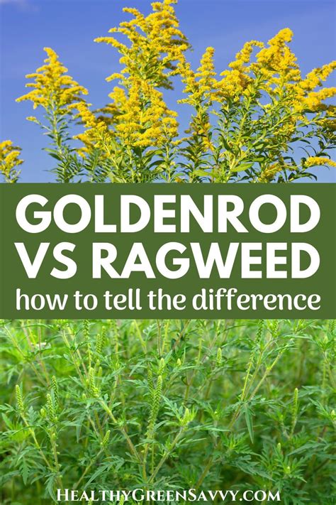 Goldenrod vs Ragweed: 2 Key Ways to Tell the Difference | Goldenrod flower, Goldenrod, Medicinal ...