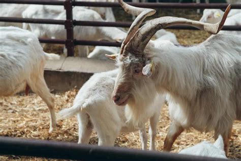 Kiko Goat Farming: A Comprehensive Guide