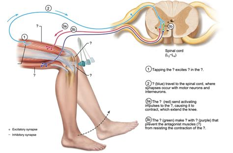 Knee-jerk reflex Diagram | Quizlet