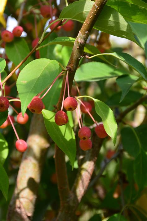 Starlite Flowering Crabapple • Kiwi Nurseries Ltd