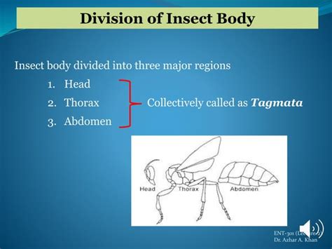 Insect head and its types