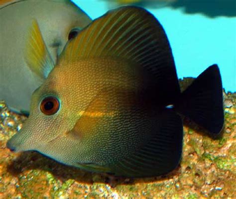 Something Fishy :: Aquarium Livestock :: Fish :: Scopas Tang