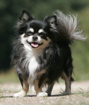 23+ Long Haired Chihuahua Mix With Pomeranian - l2sanpiero