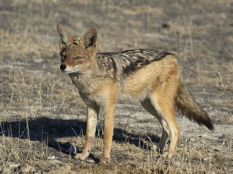 Jackal Animals | Amazing Facts & Latest Pictures | The Wildlife