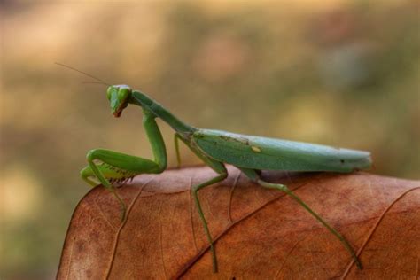 How to Take Care of a Pet Praying Mantis: Fact Sheet & Advice 2024 ...