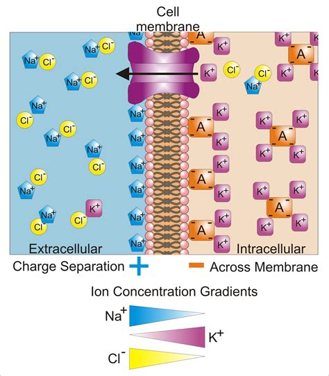 Cell Membrane Potential and Ion Balance | USMLE-Rx