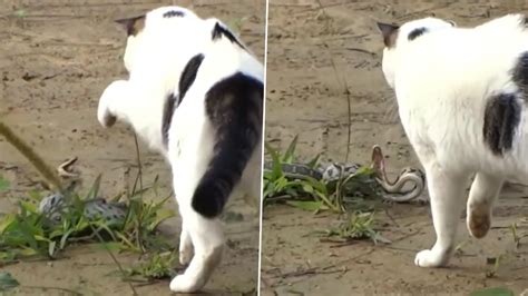 Cat & Snake Fight: बिल्ली मौसी और जहरीले सांप में हुई जबरदस्त लड़ाई, Viral Video में देखें कौन ...