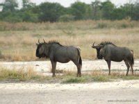 Okavango Delta Safaris - wildlife of the Okavango Delta