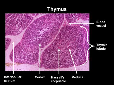 Thymus Histology Diagram